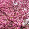 Natuur Wallgroup | Felroze Bloesem Fotobehang