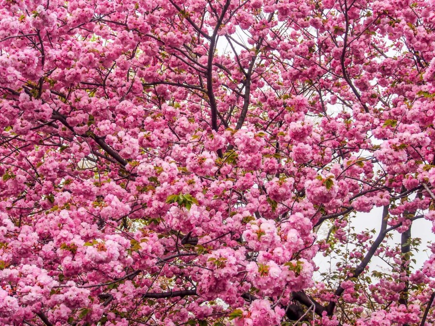 Natuur Wallgroup | Felroze Bloesem Fotobehang