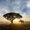 Natuur Wallgroup | Olifant In Thailand Fotobehang