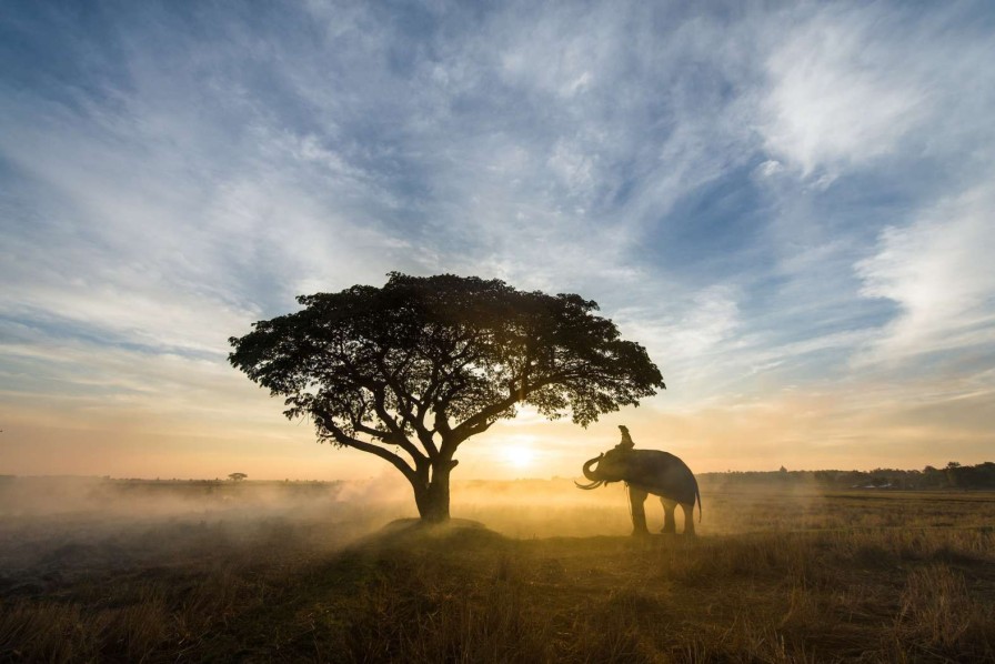 Natuur Wallgroup | Olifant In Thailand Fotobehang