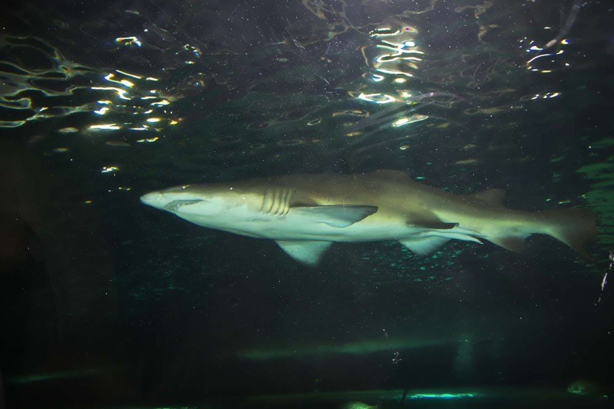 Landschap Wallgroup | Grote Witte Haai In Een Aquarium Fotobehang