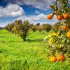 Natuur Wallgroup | Sinaasappelbomen In Sicilie Fotobehang