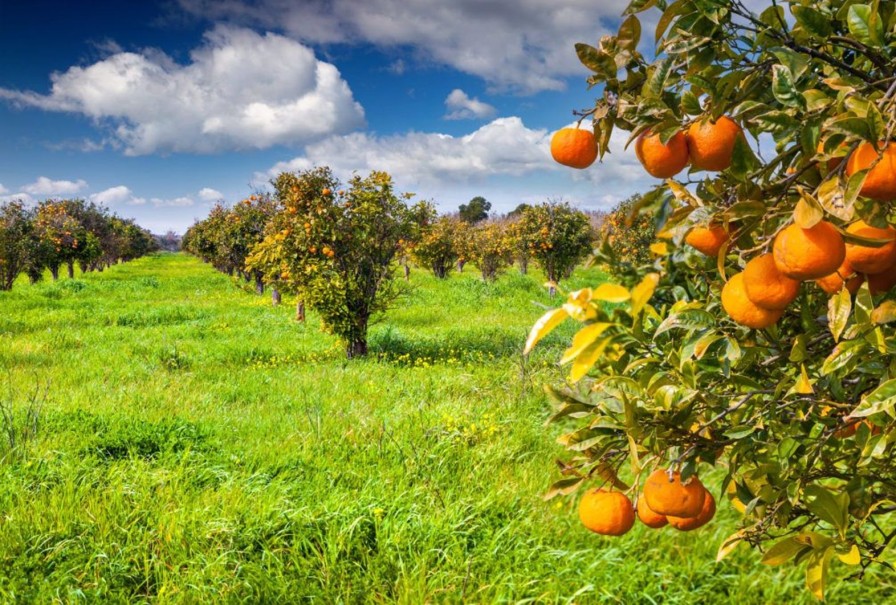 Natuur Wallgroup | Sinaasappelbomen In Sicilie Fotobehang