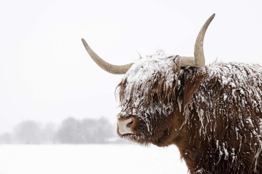 Landschap Wallgroup | Schotse Hooglander In De Sneeuw Fotobehang