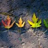 Natuur Wallgroup | Kleurrijke Bladeren In De Herfst Fotobehang