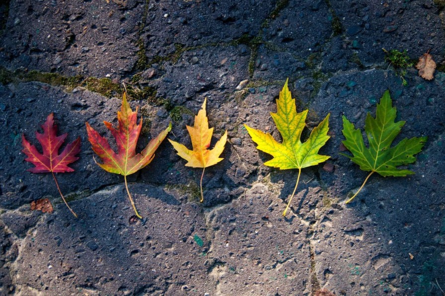 Natuur Wallgroup | Kleurrijke Bladeren In De Herfst Fotobehang