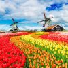 Natuur Wallgroup | Kleurrijke Tulpen Creatie Fotobehang