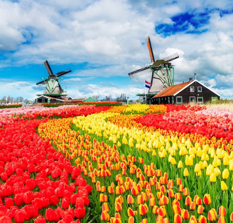 Natuur Wallgroup | Kleurrijke Tulpen Creatie Fotobehang