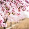 Natuur Wallgroup | Roze Bloesem Op Veld Fotobehang