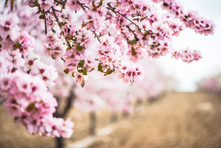 Natuur Wallgroup | Roze Bloesem Op Veld Fotobehang