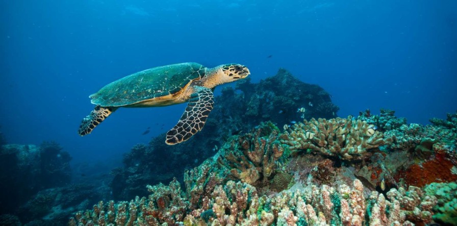 Landschap Wallgroup | Karetschildpad Bij Een Koraalrif Fotobehang