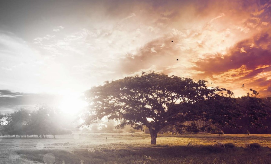 Natuur Wallgroup | Bewerkte Foto Van Een Boom Bij Zonsondergang Fotobehang