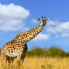 Landschap Wallgroup | Giraffe Met Grappige Houding Fotobehang