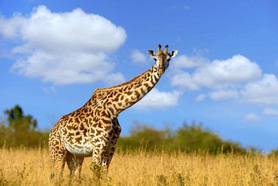 Landschap Wallgroup | Giraffe Met Grappige Houding Fotobehang