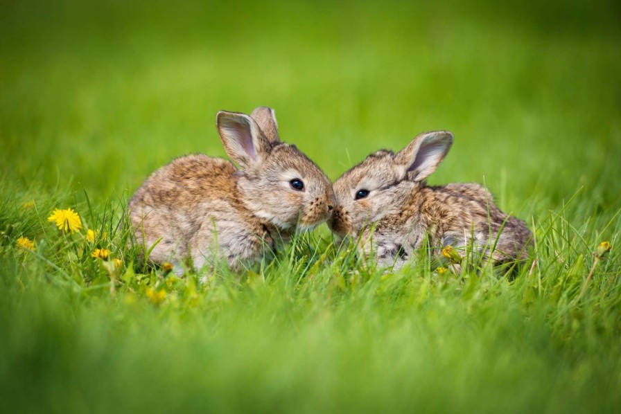 Dieren Wallgroup | Twee Baby Haasjes In Het Gras Fotobehang