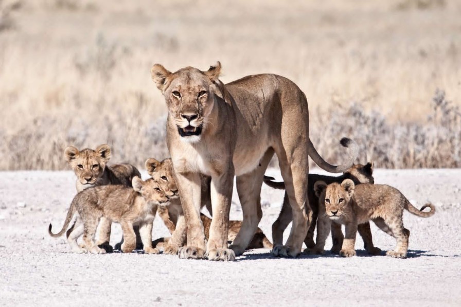 Dieren Wallgroup | Leeuwin Met Haar Welpen Fotobehang