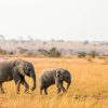 Dieren Wallgroup | Olifant En Baby Olifant In Afrika Fotobehang