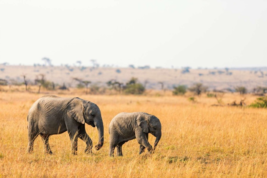 Dieren Wallgroup | Olifant En Baby Olifant In Afrika Fotobehang