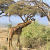 Natuur Wallgroup | Schattige Giraffe Tussen Struiken Fotobehang