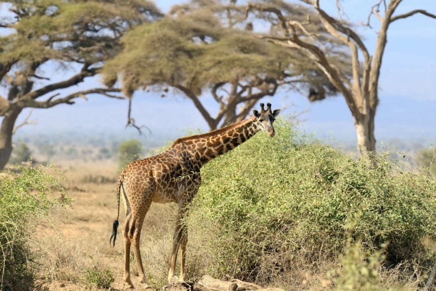 Natuur Wallgroup | Schattige Giraffe Tussen Struiken Fotobehang