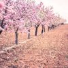 Natuur Wallgroup | Roze Rozenbomen Fotobehang