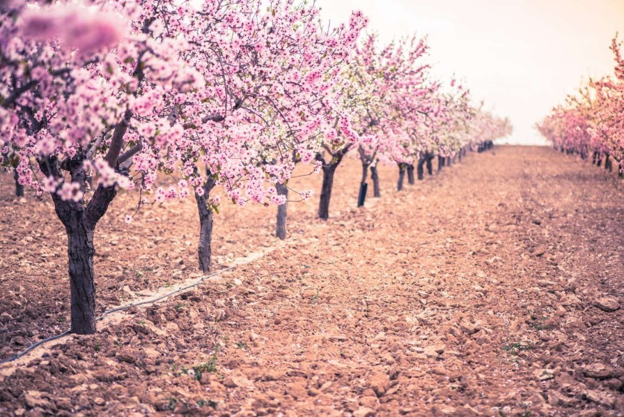 Natuur Wallgroup | Roze Rozenbomen Fotobehang