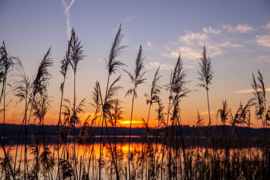 Natuur Wallgroup | Rivier Met Riet Bij Zonsondergang Fotobehang