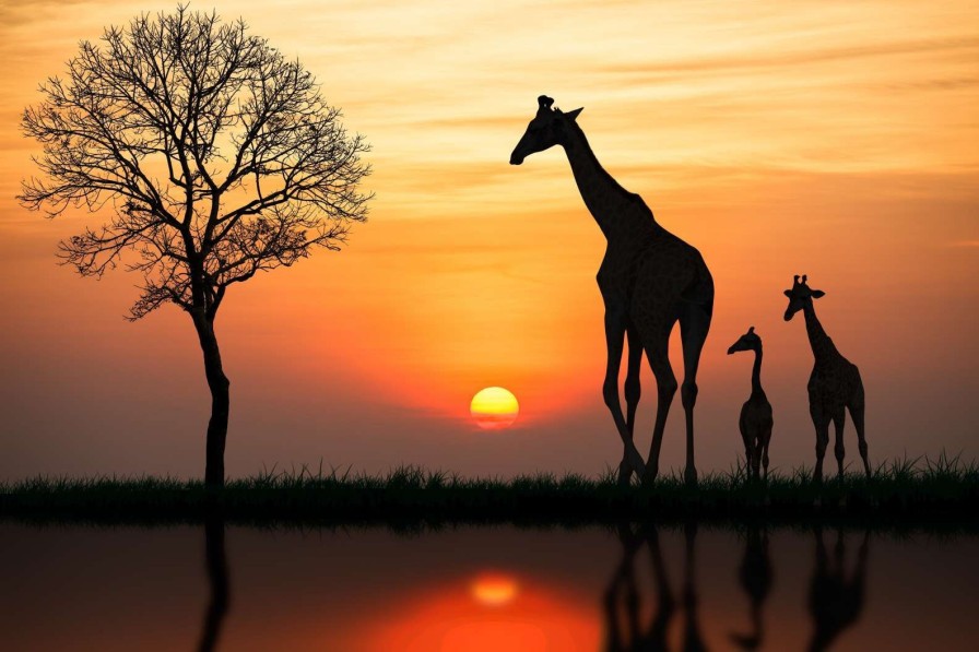 Landschap Wallgroup | Giraffe Achtergrond Met Zonsondergang Fotobehang