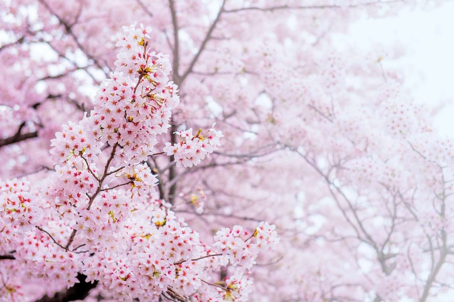 Natuur Wallgroup | Lichte Bloesem In Korea Fotobehang