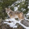 Landschap Wallgroup | Een Coyote In De Winter Fotobehang