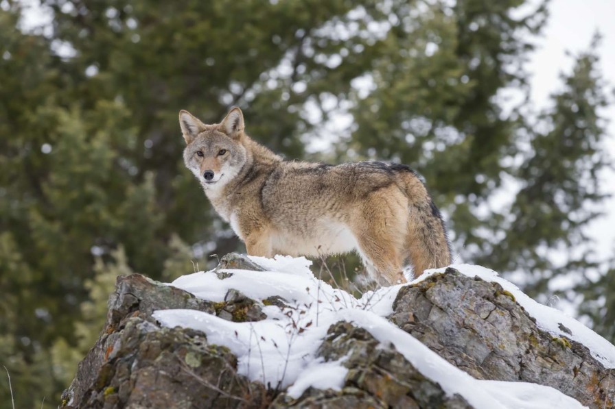 Landschap Wallgroup | Een Coyote In De Winter Fotobehang