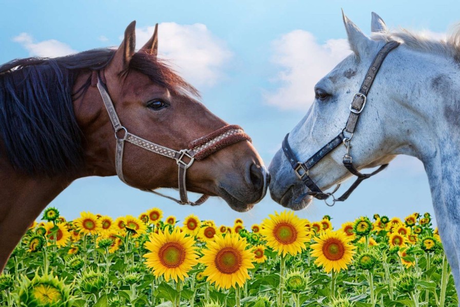 Landschap Wallgroup | Liefdevolle Paarden In Een Zonnebloemveld Fotobehang