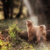 Dieren Wallgroup | Shiba Inu In Het Bos Fotobehang