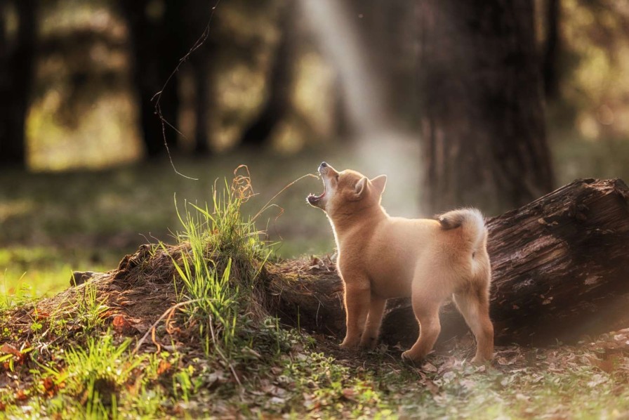 Dieren Wallgroup | Shiba Inu In Het Bos Fotobehang