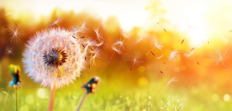 Natuur Wallgroup | Paardebloemen Onder Rood Licht Fotobehang