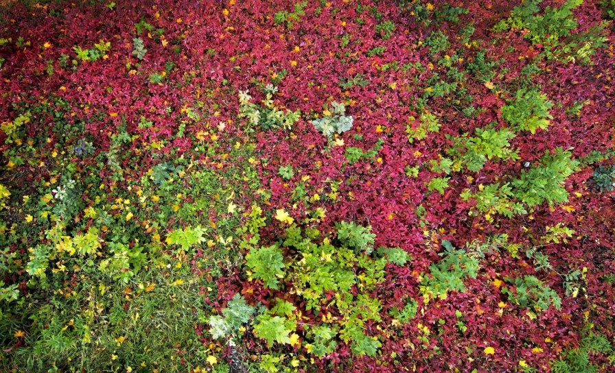 Natuur Wallgroup | Herfst Bladeren Fotobehang