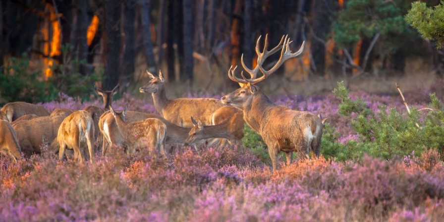 Landschap Wallgroup | Groep Herten Op De Veluwe Fotobehang