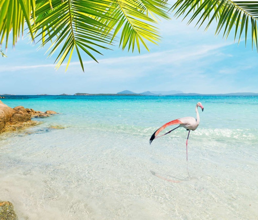 Landschap Wallgroup | Flamingo Op Tropisch Strand Fotobehang