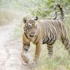 Dieren Wallgroup | Bengaalse Tijger Lopend In Woud Fotobehang