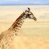 Dieren Wallgroup | Giraffe In Nationaal Park Van Kenia Fotobehang