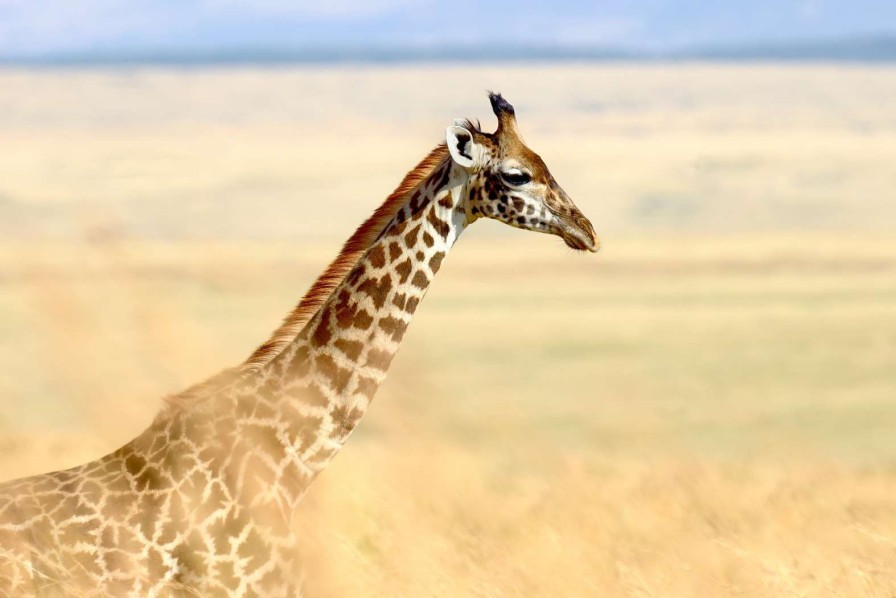 Dieren Wallgroup | Giraffe In Nationaal Park Van Kenia Fotobehang