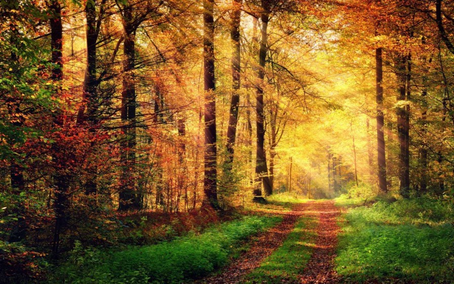 Natuur Wallgroup | Zonsopkomst In Het Bos Fotobehang