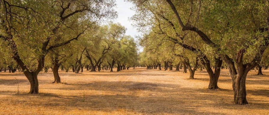 Natuur Wallgroup | Olijfbomen Veld Fotobehang