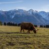 Landschap Wallgroup | Hooglander Met Ingesneeuwde Bergen Fotobehang