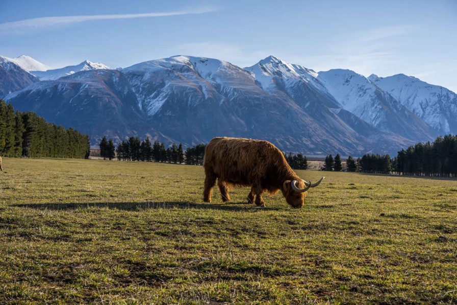 Landschap Wallgroup | Hooglander Met Ingesneeuwde Bergen Fotobehang