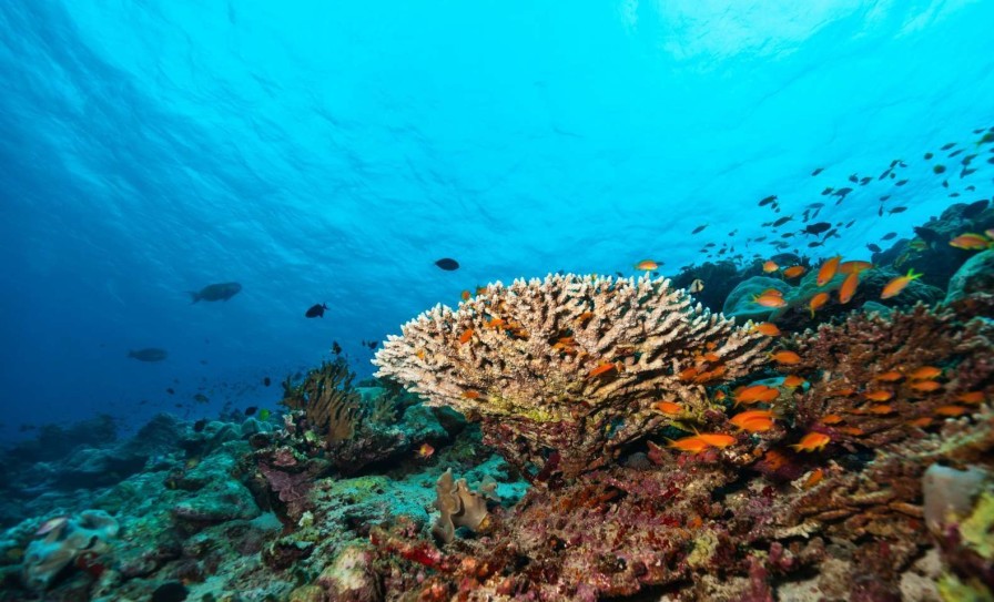 Landschap Wallgroup | Koraalrif Op De Bodem Van De Indische Oceaan Fotobehang