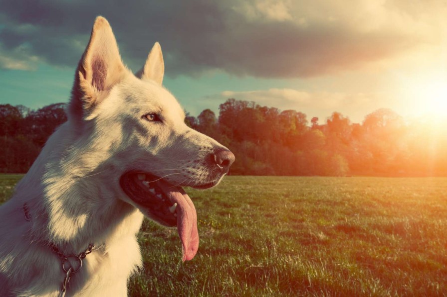 Dieren Wallgroup | Grote Witte Hond Bij Zonsondergang Fotobehang