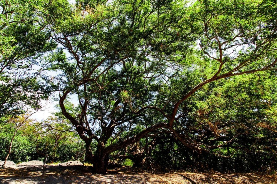 Natuur Wallgroup | Oude Boom In Jungle Fotobehang