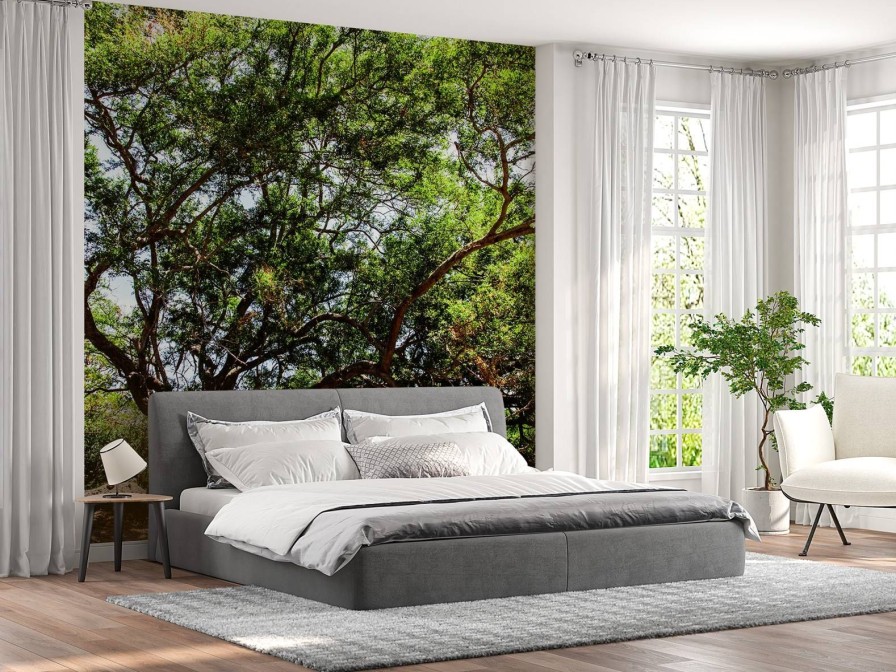 Natuur Wallgroup | Oude Boom In Jungle Fotobehang