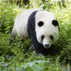 Dieren Wallgroup | Panda In De Natuur Fotobehang